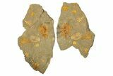 Plate Of Starfish, Edrioasteroids, Crinoid & Trilobite - Pos/Neg #254040-2